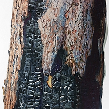 Portion of photo of Suze Woolf burned tree painting