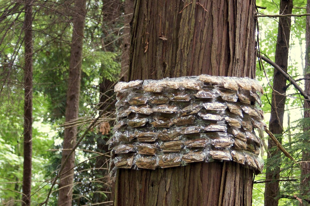 Wood chips part of Tree Futures installation